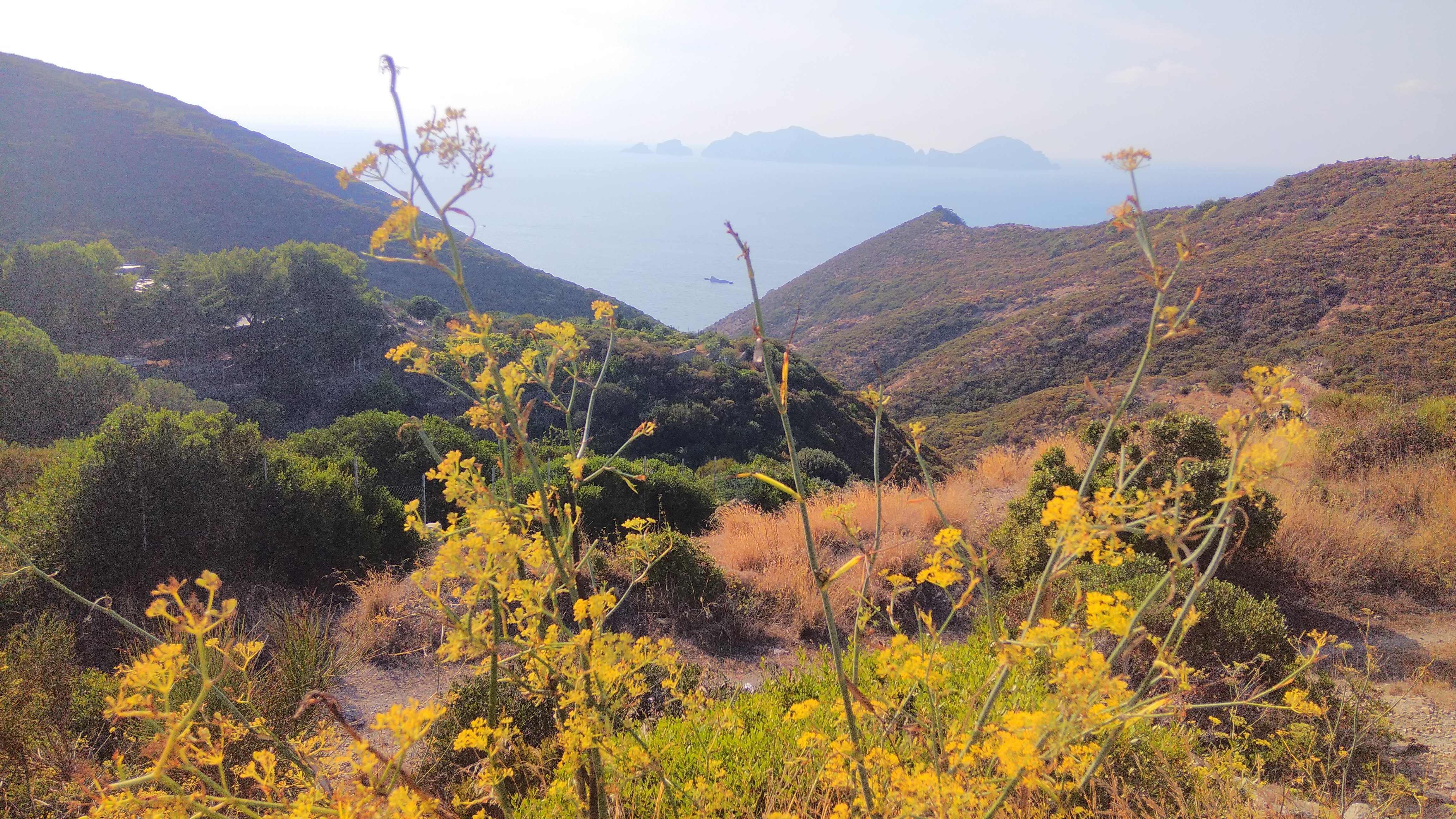 Die Natur und Vegetation auf Ponza